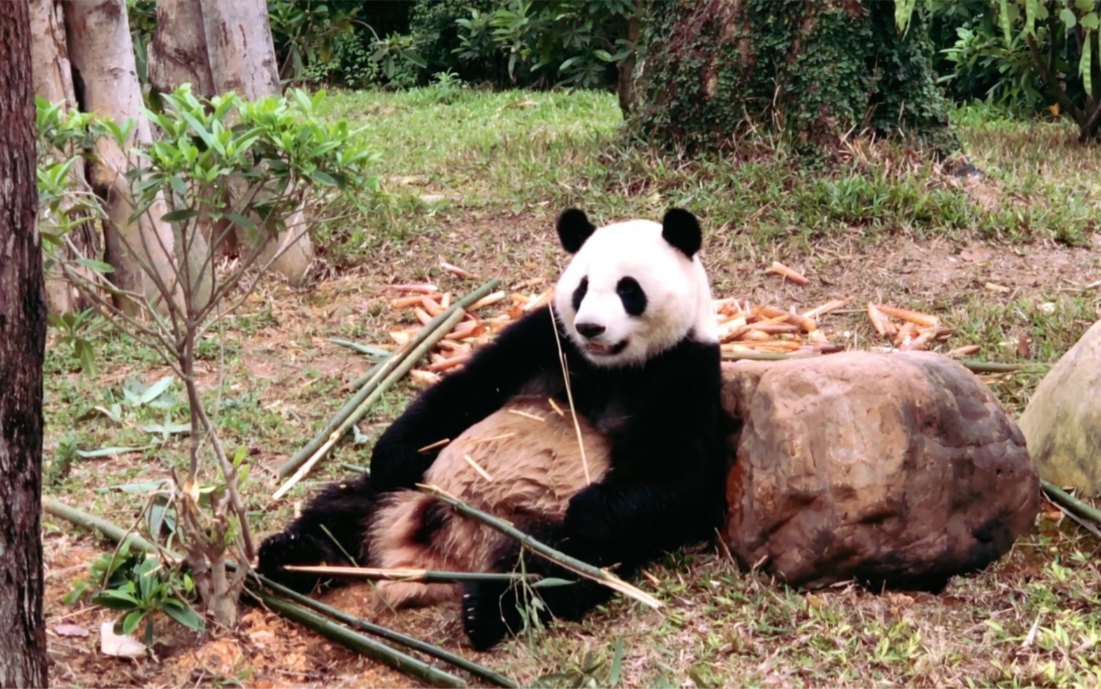 南宁动物园来看熊猫啦