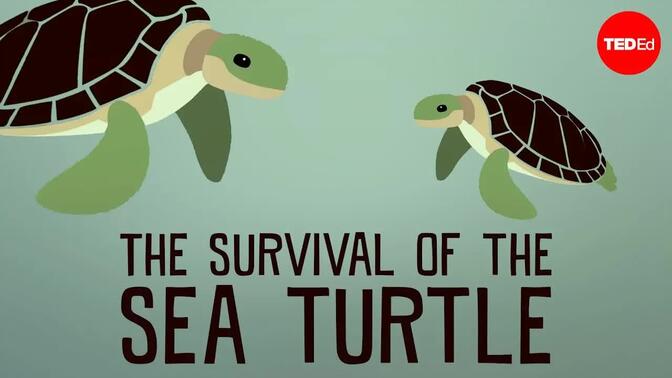 【Anki听力素材 CC字幕】TED-Ed-20120723-The survival of the sea turtle