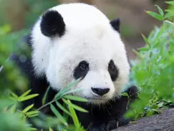 Скачать видео: 天凉了，饲养员将高高睡觉的盆换成了床，免得他着凉感冒！