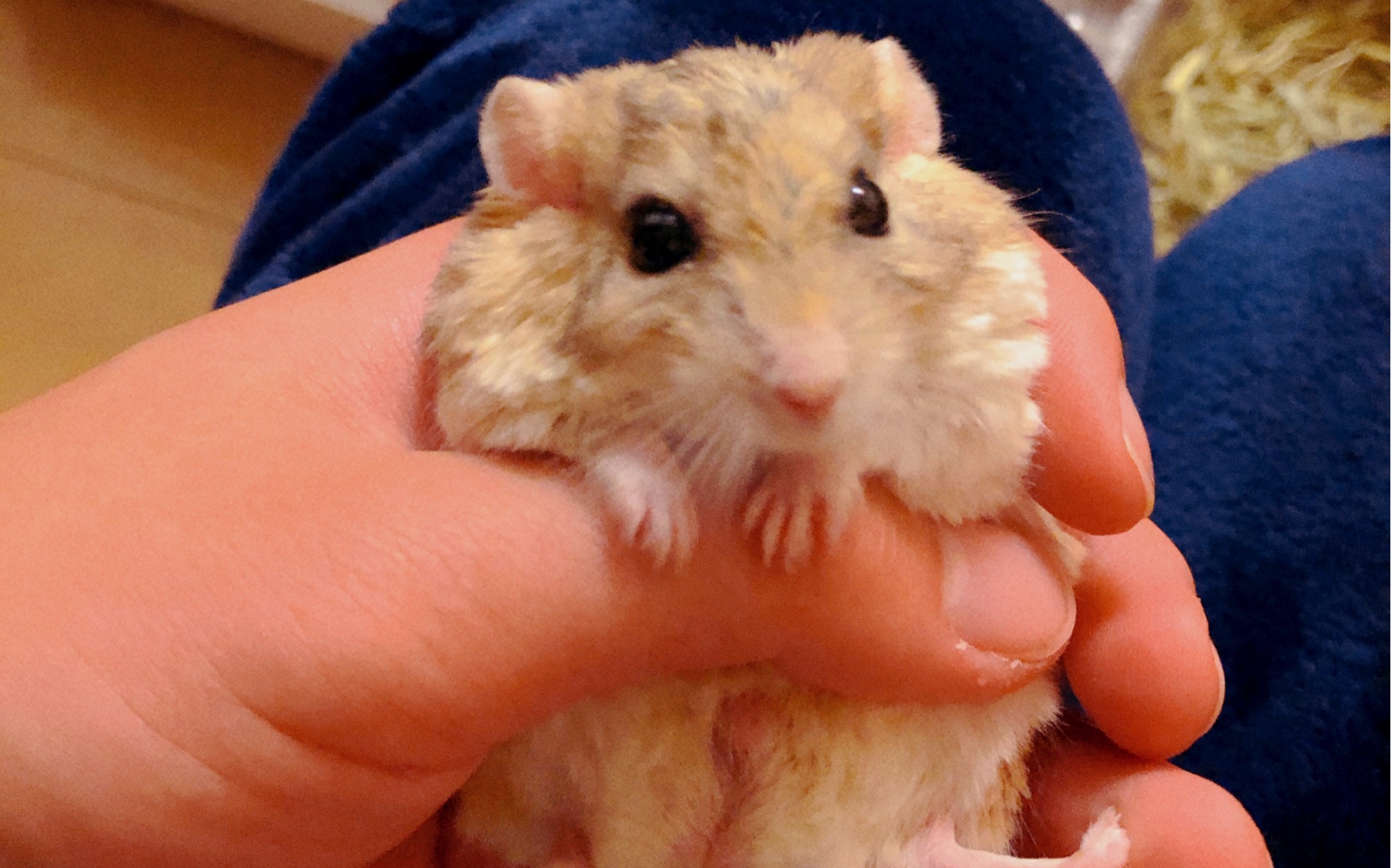 【通心粉鼠】吃瓜子萌萌哒