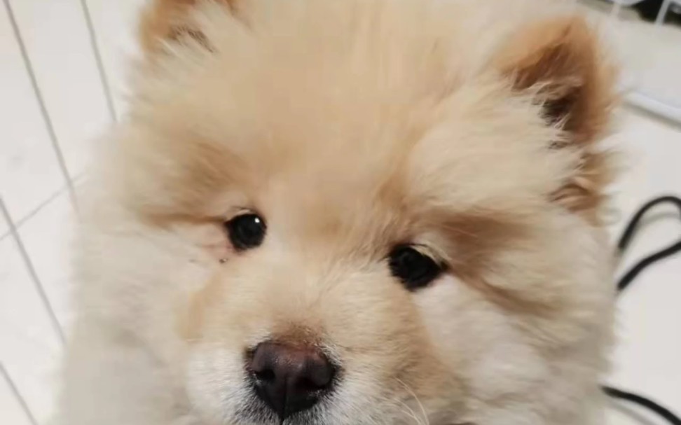 已经到新家的小白公,狗生幸福 广东熊犬 落户合肥