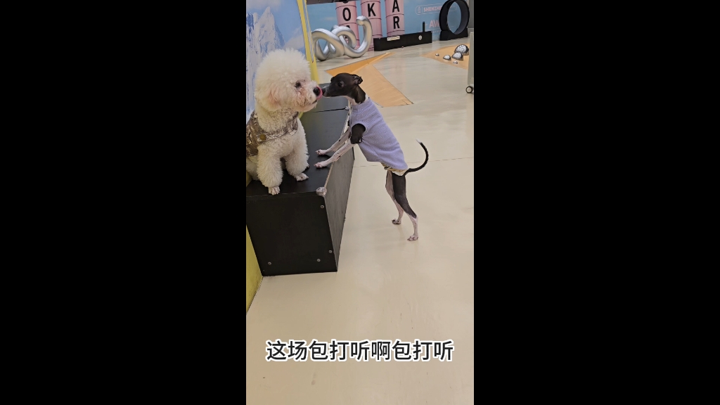 猛男米奇头,天仙爱坐城门楼哔哩哔哩bilibili