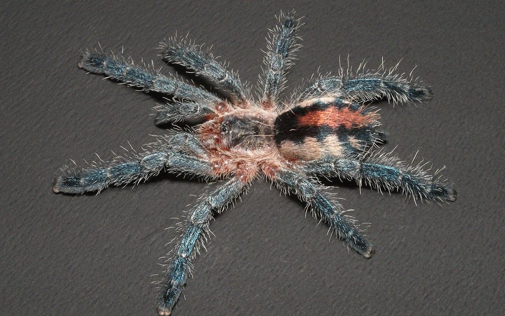 【gannman】一起学学红宝石粉趾吧