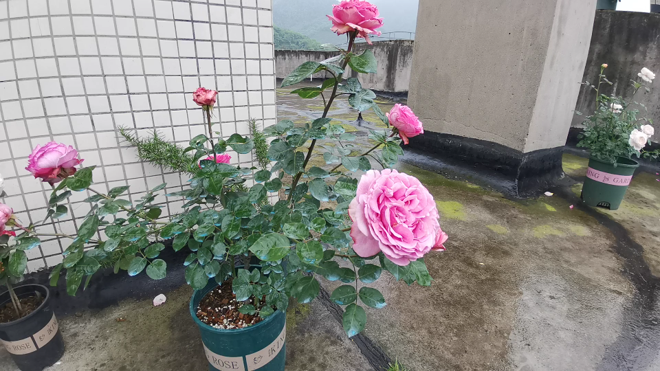 活动作品月季推荐伊芙米欧拉