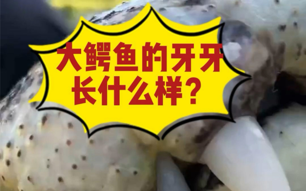 你好奇吗,大鳄鱼的牙牙长什么样?哔哩哔哩bilibili