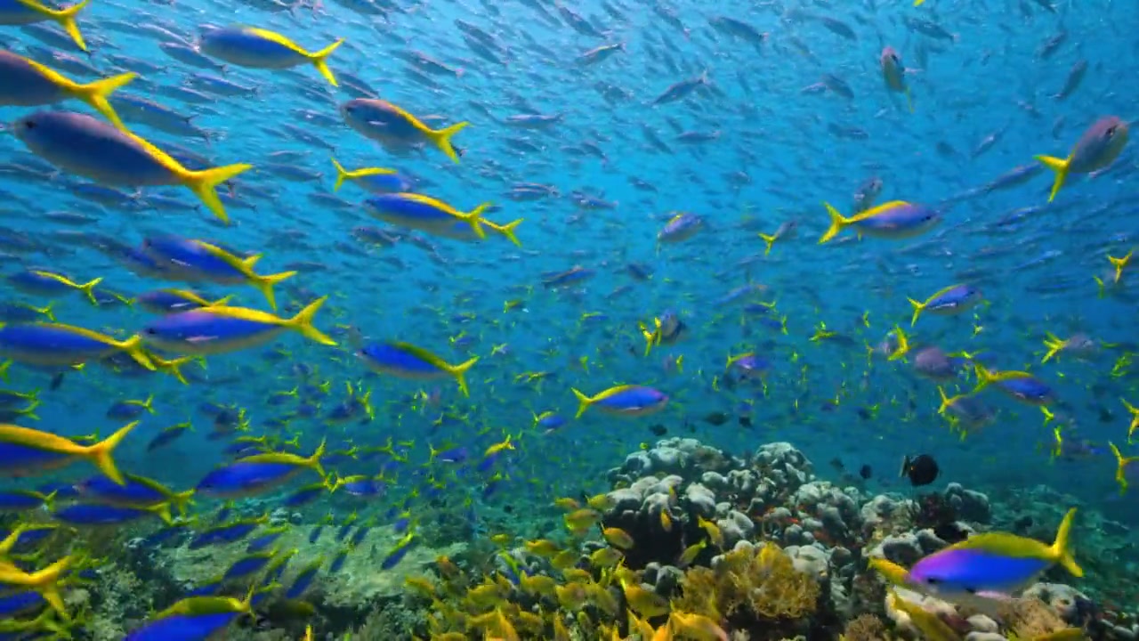 海洋岛屿浅海区域,孕育着大量丰富的海洋生物,生机盎然美轮美奂