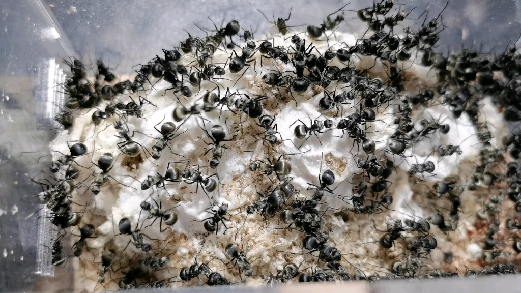 银光闪闪——梅氏多刺蚁入巢