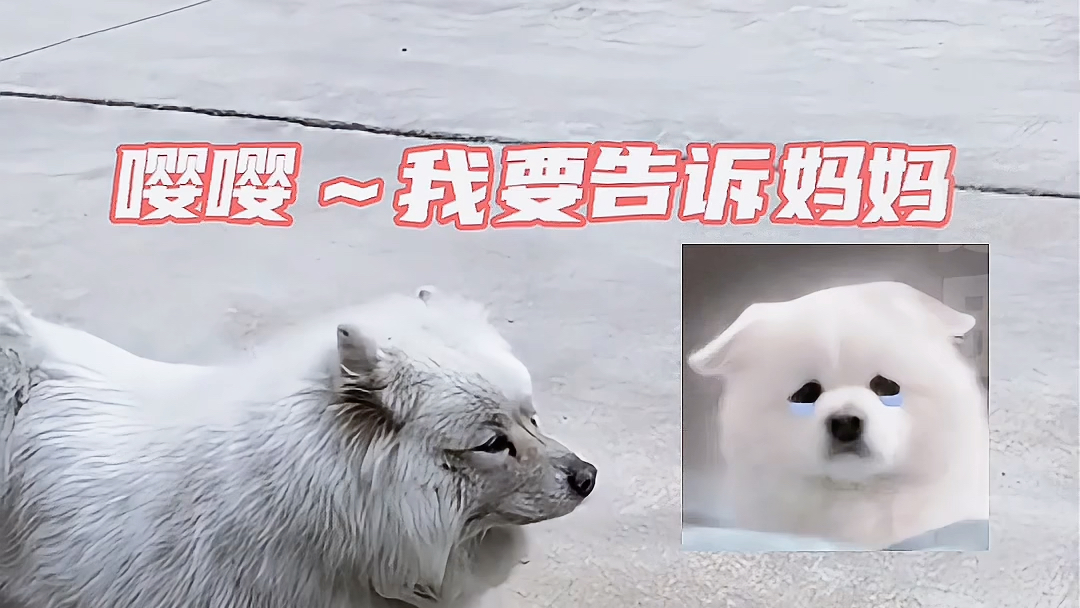 萨摩耶:嘤嘤嘤～妈妈酱帮帮我吧