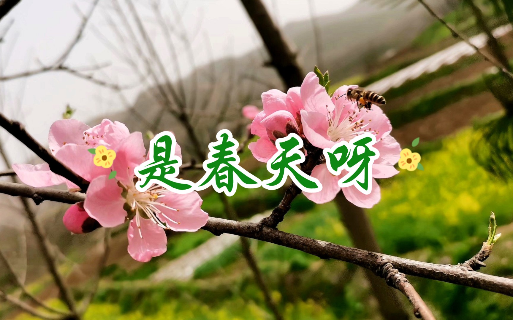 春日迟迟,卉木萋萋