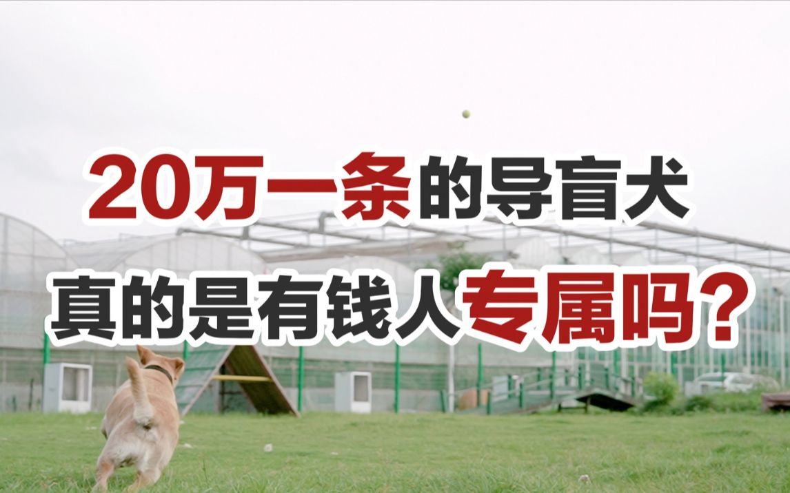 江湖盛传价值20万的导盲犬是有钱人专属,是真的假的?哔哩哔哩bilibili