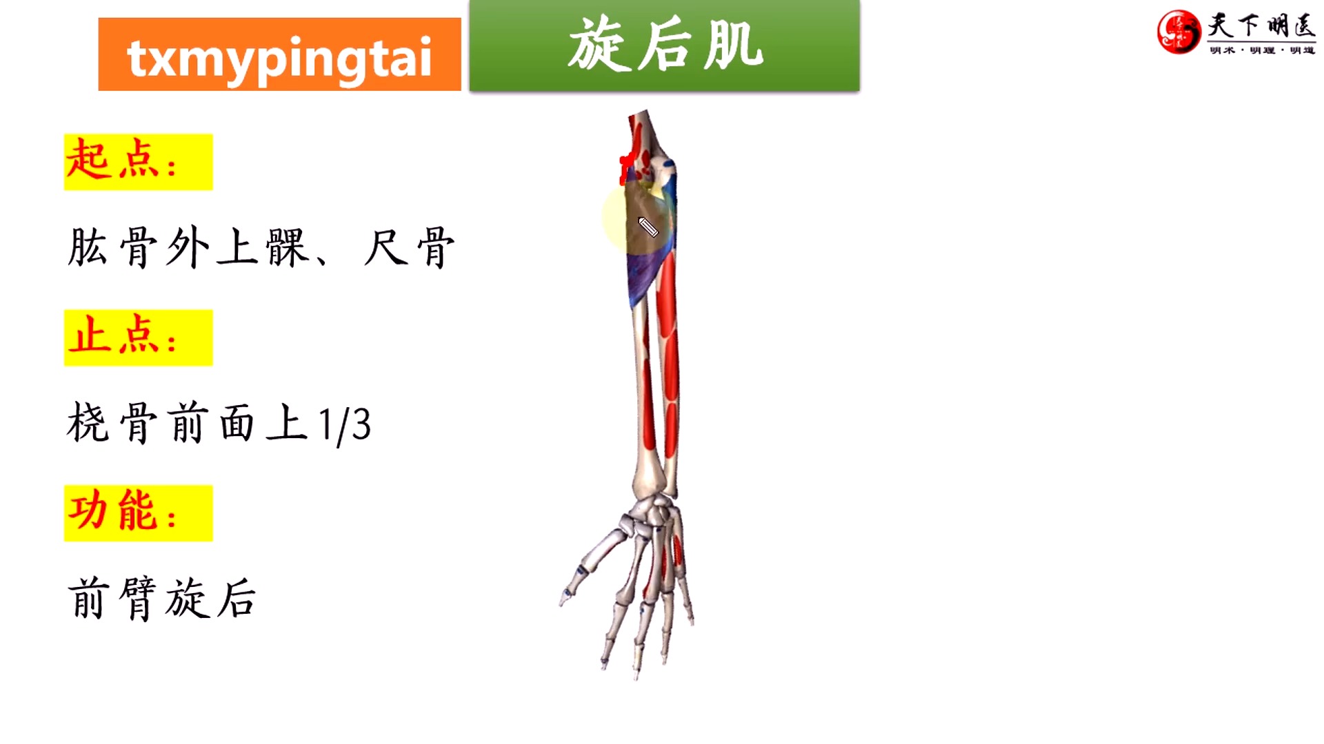 【旋后肌】引起的网球肘(肱骨外上髁炎)详细讲解——旋后肌的位置