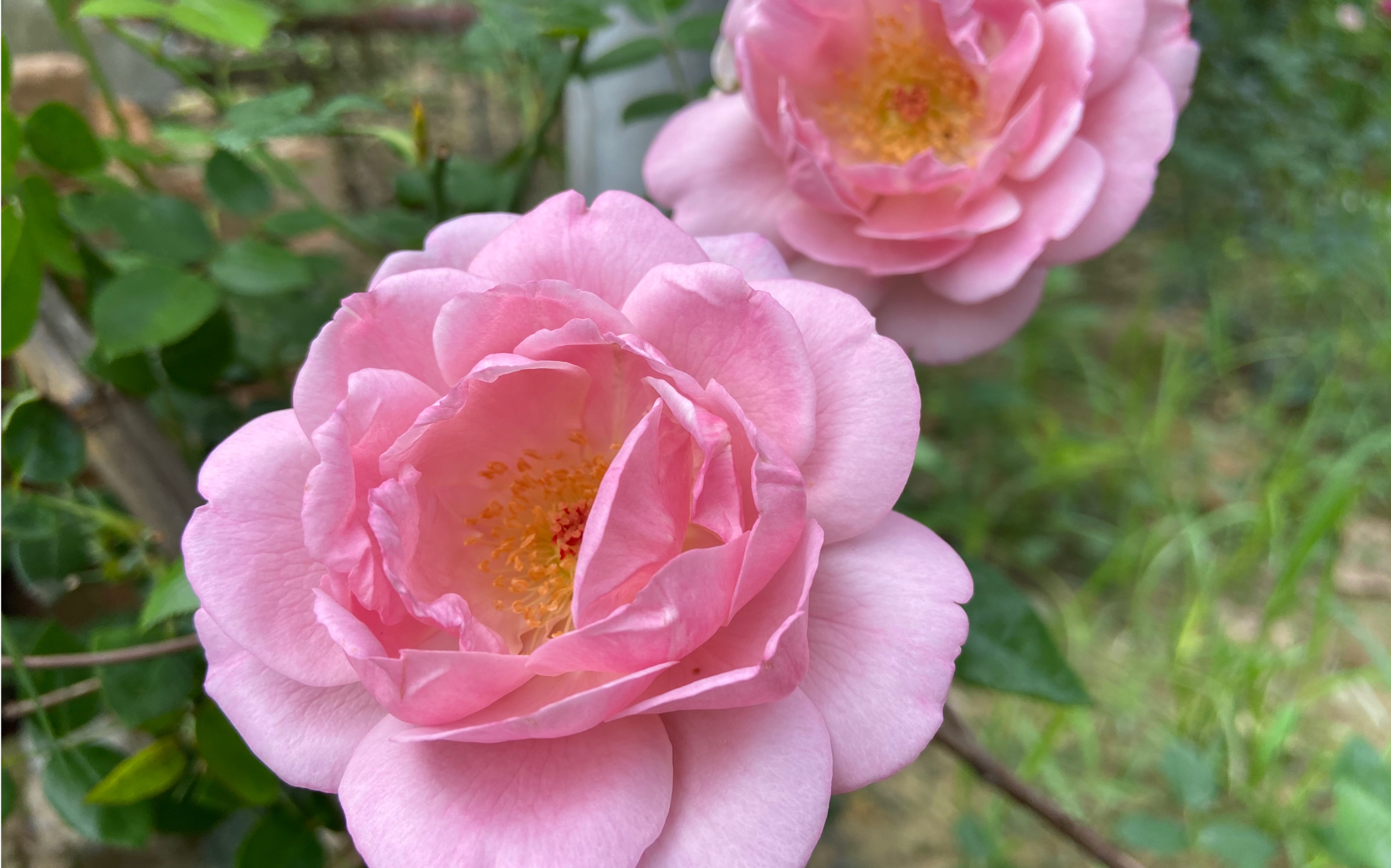 月季:北极冰/小王子/资生堂香水浓香,天热粉色,天冷紫色夏花表现