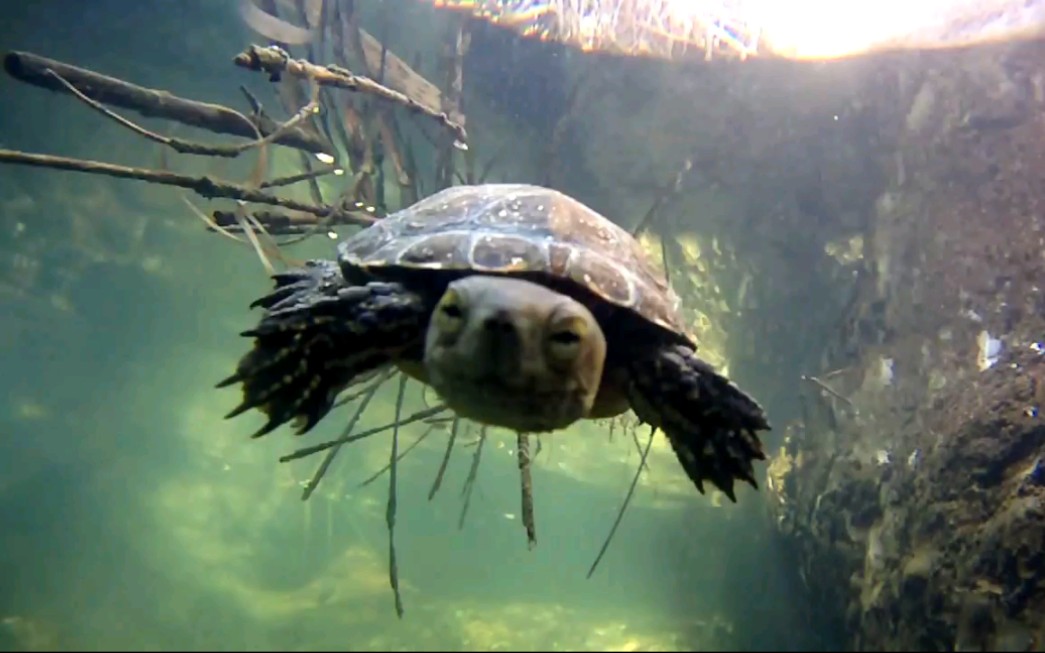 小地中海拟水龟很好奇