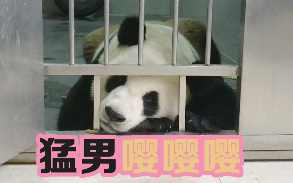 "大虎子"萌化人了!"猛男"撒娇你确定不看?