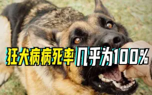 Download Video: 世界狂犬病日：狂犬病不可治，及时预防三步走