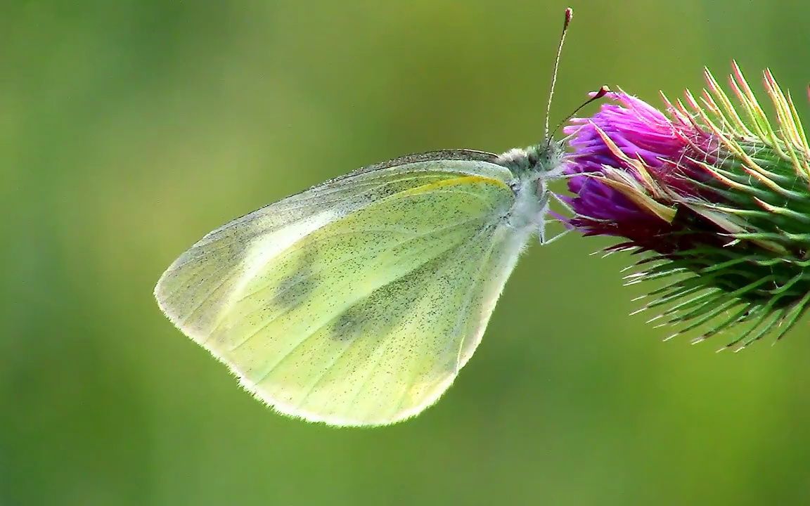 纯音乐Golden Butterflies(金蝴蝶)哔哩哔哩bilibili