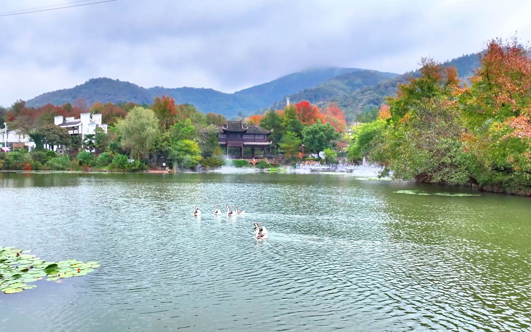 秋日鴛鴦湖畔的景色美麗宜人,這湖中嬉耍的是什麼你認識嗎?