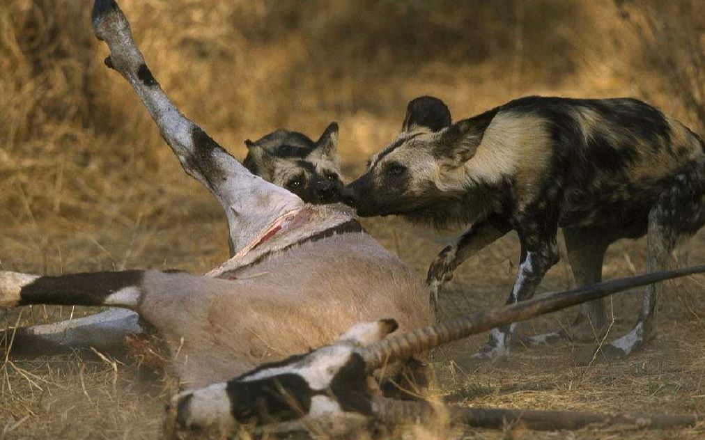 擅长偷袭的野狗遇到鳄鱼无计可施,只能灰溜溜走开,网友:怂了!