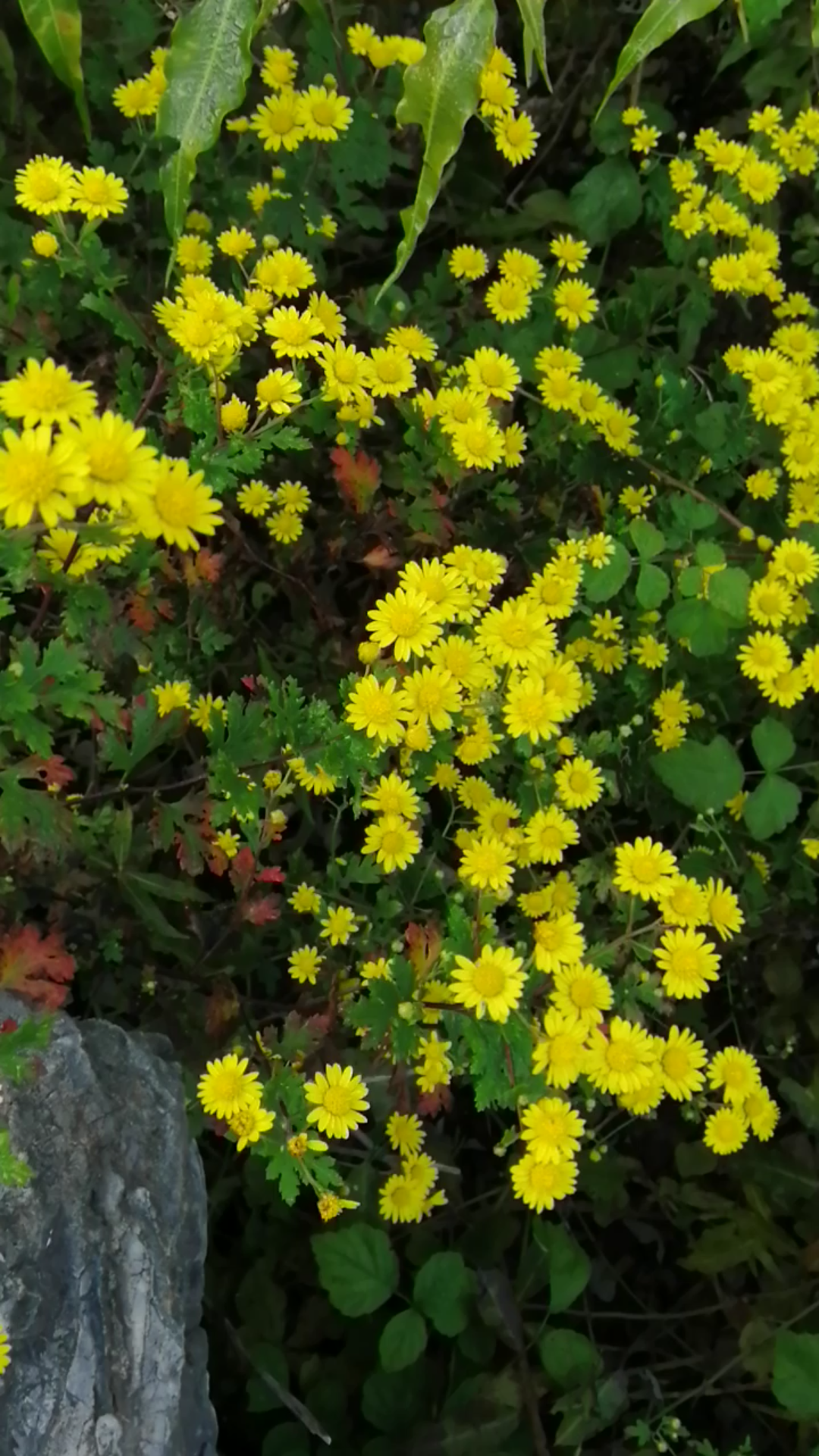 山坡上的野菊花图片