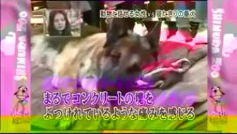 动物块 导盲犬parapwalker感动物语 共演ng宠物sp10 22 哔哩哔哩 Bilibili 动物块 导盲犬parapwalker感动物语 共演ng宠物sp10 22 哔哩哔哩 Bilibili
