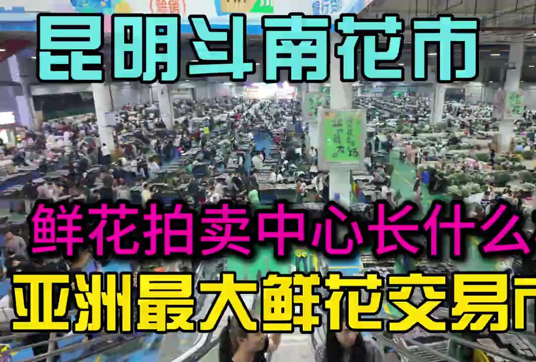 亚洲最大鲜花交易市场!探秘昆明斗南花卉市场鲜花拍卖中心长什么样,价格便宜到离谱哔哩哔哩bilibili