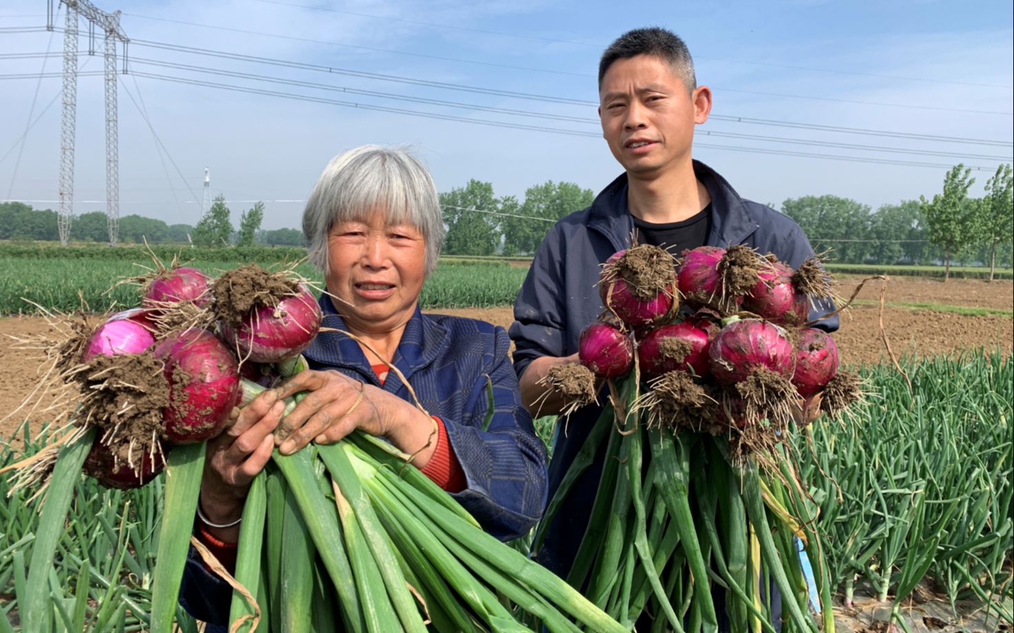 河南南阳:农村千亩洋葱大丰收,纯手工收获,一家人越干越有劲