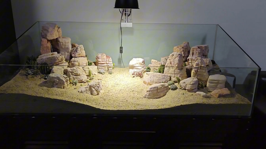 沙漠缸一样很好打理,适合懒人