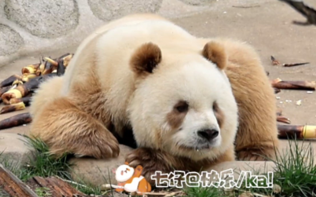 【大熊猫七仔】七仔仔,所有美好都会如约而至!