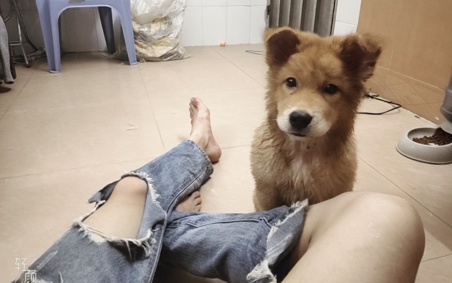 家有恶犬【蝴蝶犬】【金毛串串】哔哩哔哩bilibili