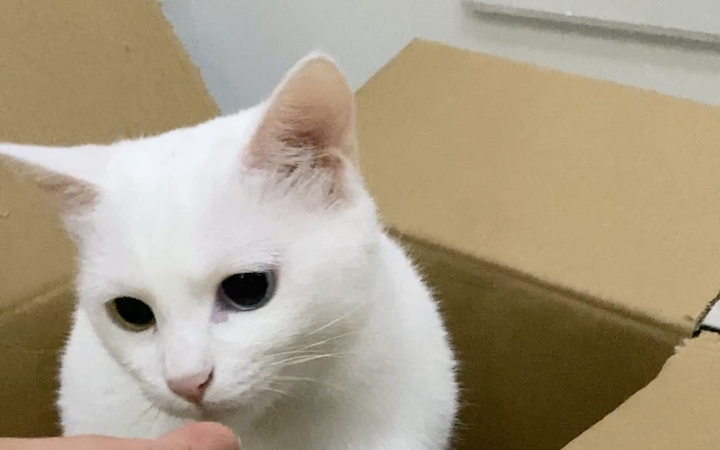 小霜霜喜欢钻纸盒子,是不是每只猫都这样?