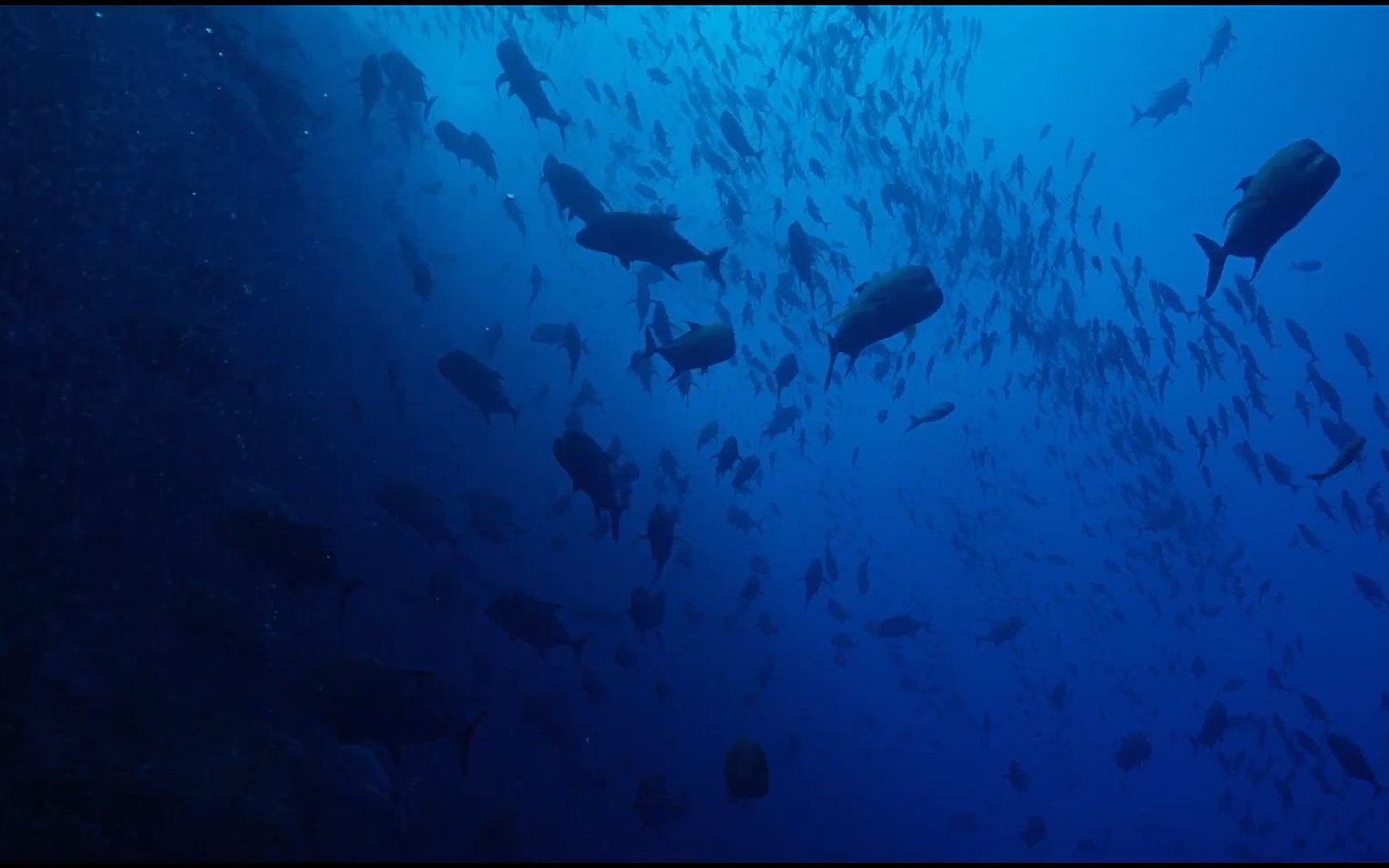 f238 蓝色海底世界水族馆梦幻童话世界海洋鱼类成群结队的鱼庞大鱼群游动小鱼儿镜头特写神奇大自然视频素材 歌舞晚会大屏幕舞台LED背景视频素材哔哩...