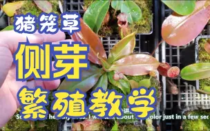 Video herunterladen: 【冰箱搬运】猪笼草的侧芽，两种方式＋成果展示