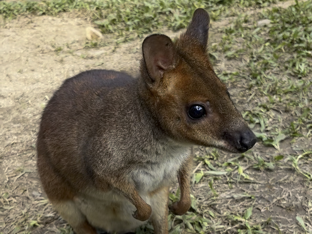 Wallaby哔哩哔哩bilibili