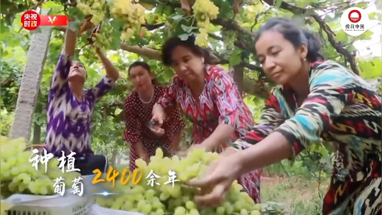 习近平新疆行丨葡萄引路 经济增速——走进吐鲁番葡萄沟哔哩哔哩bilibili