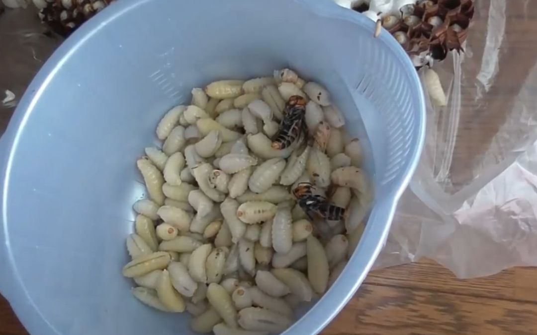 从蜂巢中取出三公斤的黄蜂幼虫