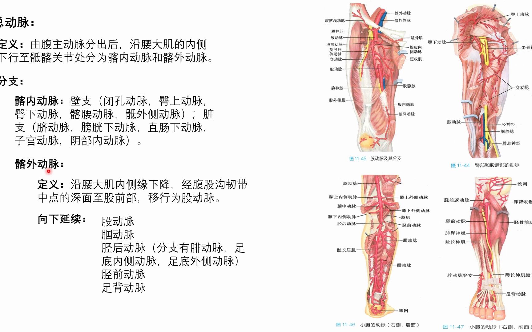 系统解剖学心血管系统之体循环的主动脉(髂总动脉)哔哩哔哩bilibili