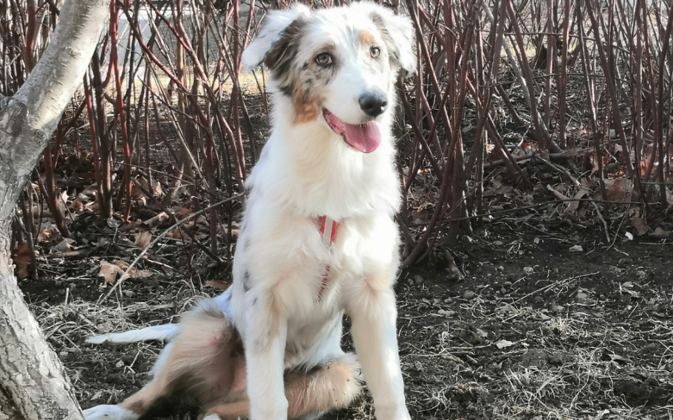 蓝陨石澳牧 进食前的仪式感 舞蹈庆祝_哔哩哔哩_bilibili