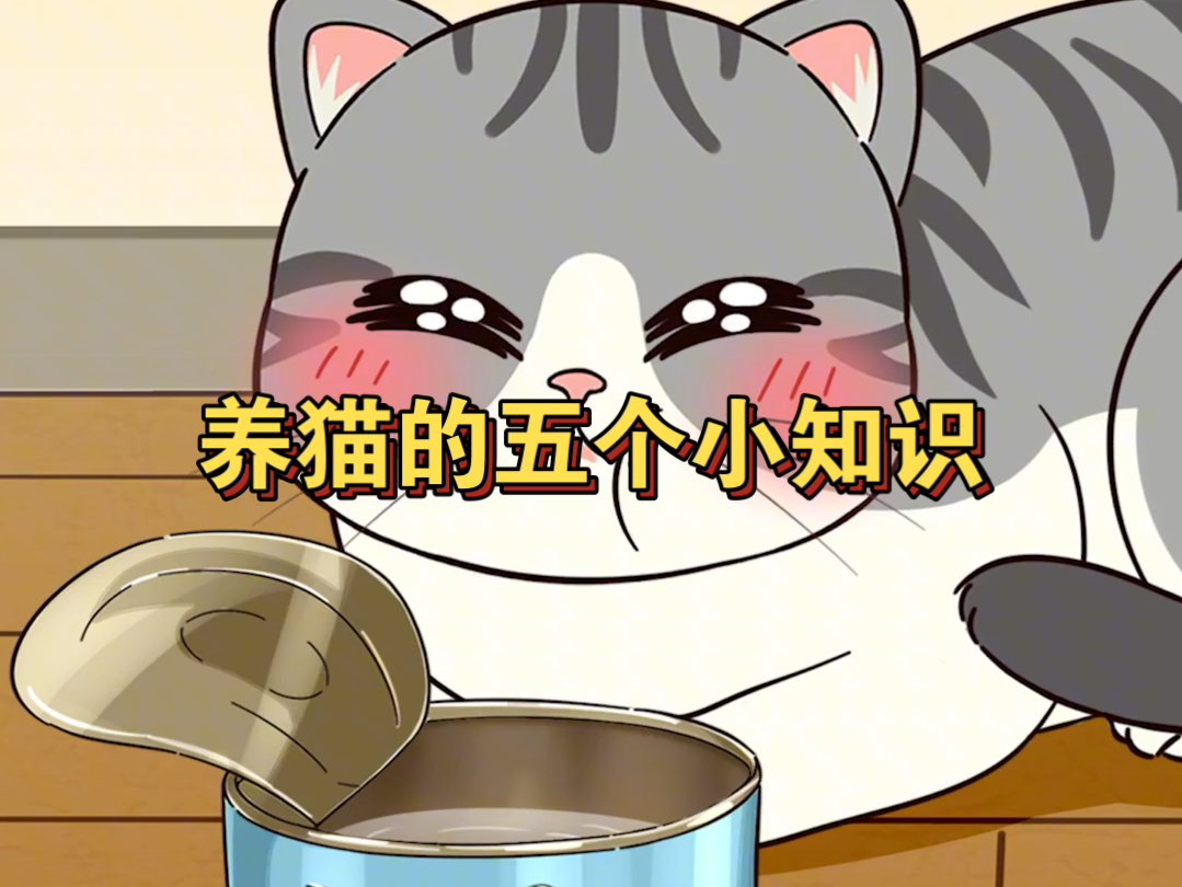 养猫的五个小知识!哔哩哔哩bilibili