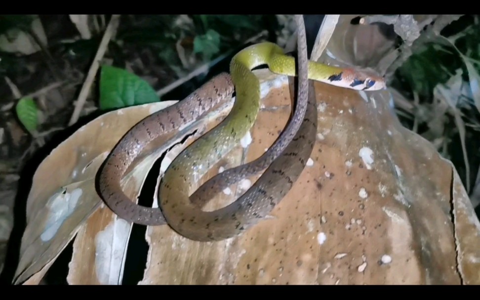 蛇纹在颈部图片