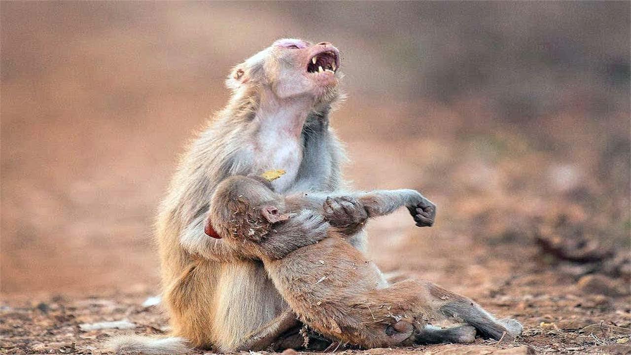 6种能获奖的动物行为,当小猴子死亡后,母猴子痛哭后买醉?