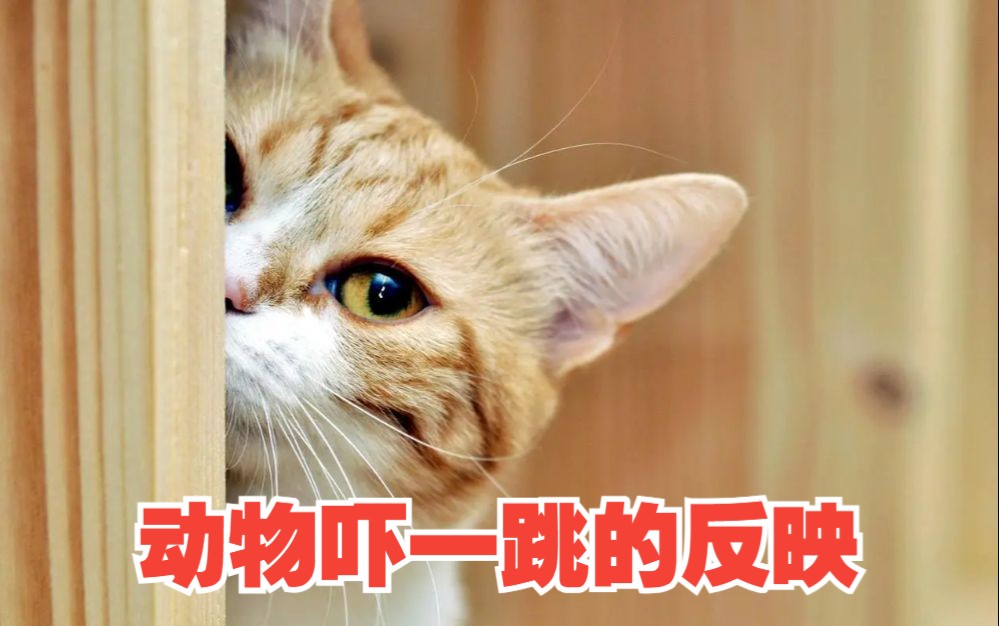 喵咪吓得一激灵,为啥我只想笑