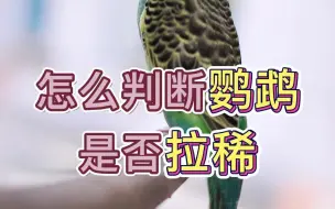 怎么判断鹦鹉是否拉稀？