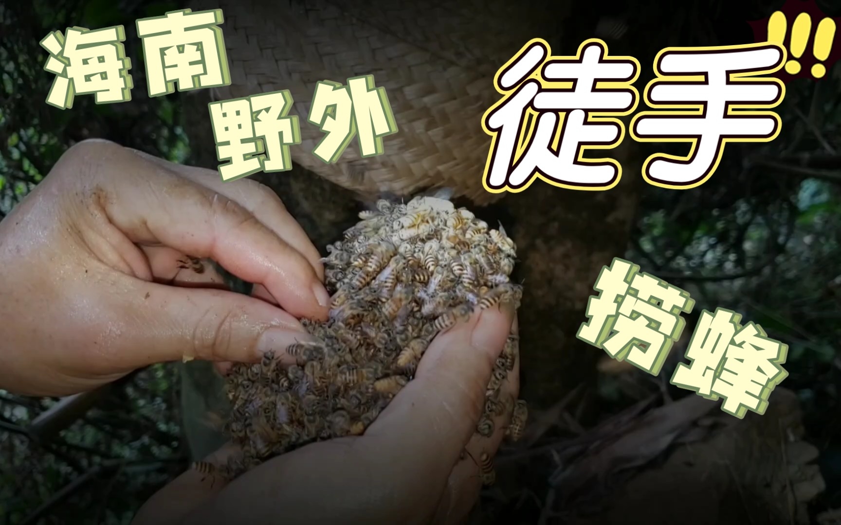 [图]海南野外抓蜜蜂，徒手捞蜂！蜂王长这样