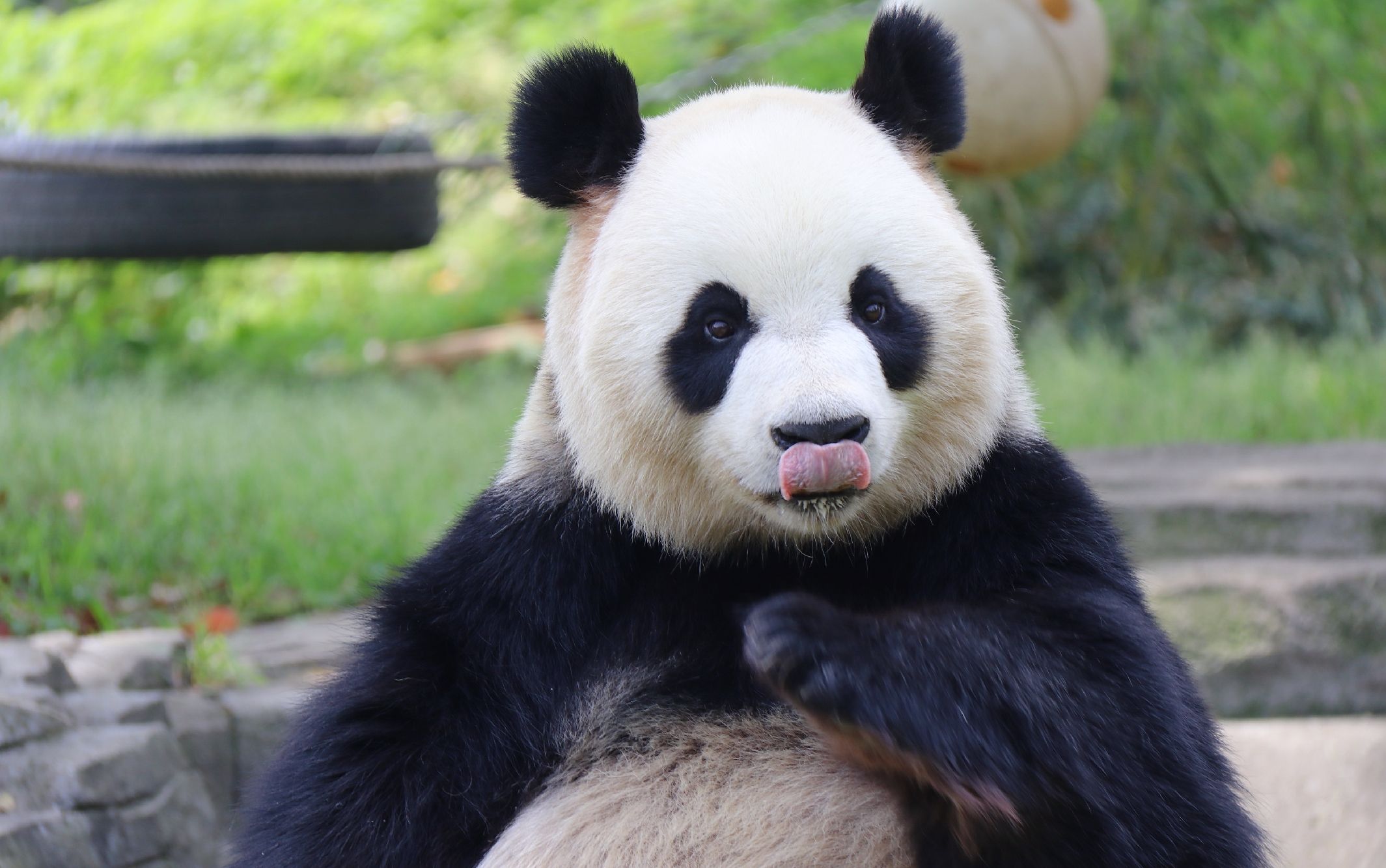 【大熊猫正正】你那么月半,还那么美*^o^*