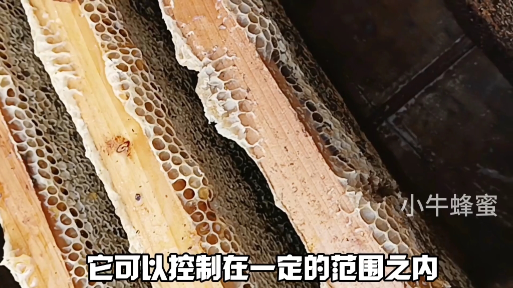 [图]生蜂蜜是什么样的生蜂蜜和熟蜂蜜的区别哪种蜂蜜好蜂巢蜜的作用与功效蜂蜜真假辨别方法 #蜂蜜 #蜂胶 #蜂王浆 蜂皇浆蜂巢蜜蜂花粉关注小牛蜂蜜带你蜂蜜怎么吃食用方法