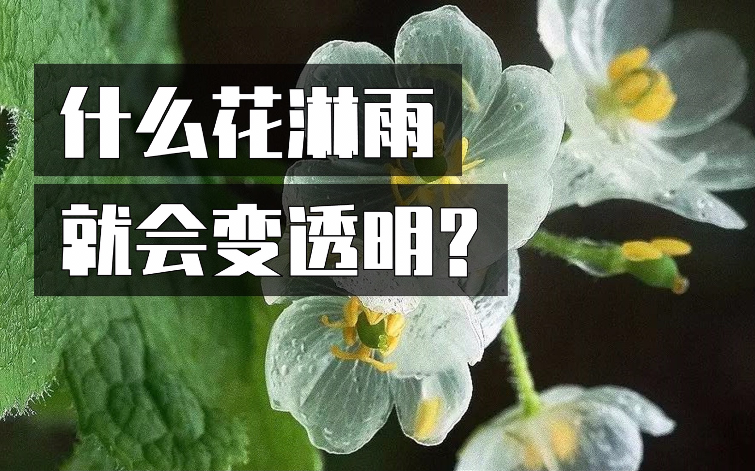 [图]为什么花淋雨会变透明？九死还魂草为什么能“死而复生”？