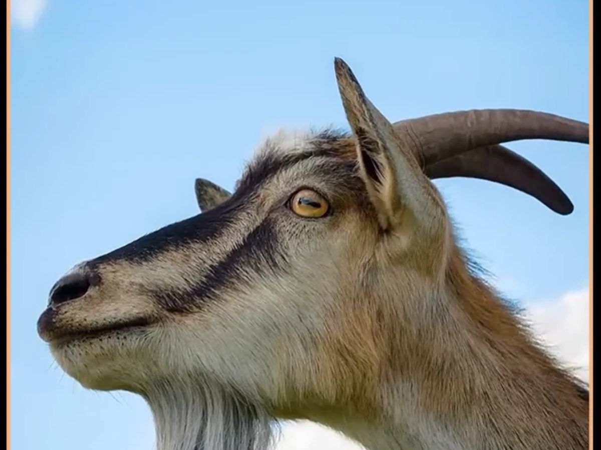 山羊的眼睛为啥是横着的