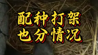 小野狼19年养殖技术老师傅，讲解公母打架也会分情况，如果凶的那只是公的就不是很怕，公的需要强势一点才能驾驭母的，反过来凶的是母的及时隔离开，母凶起来可能会咬死公