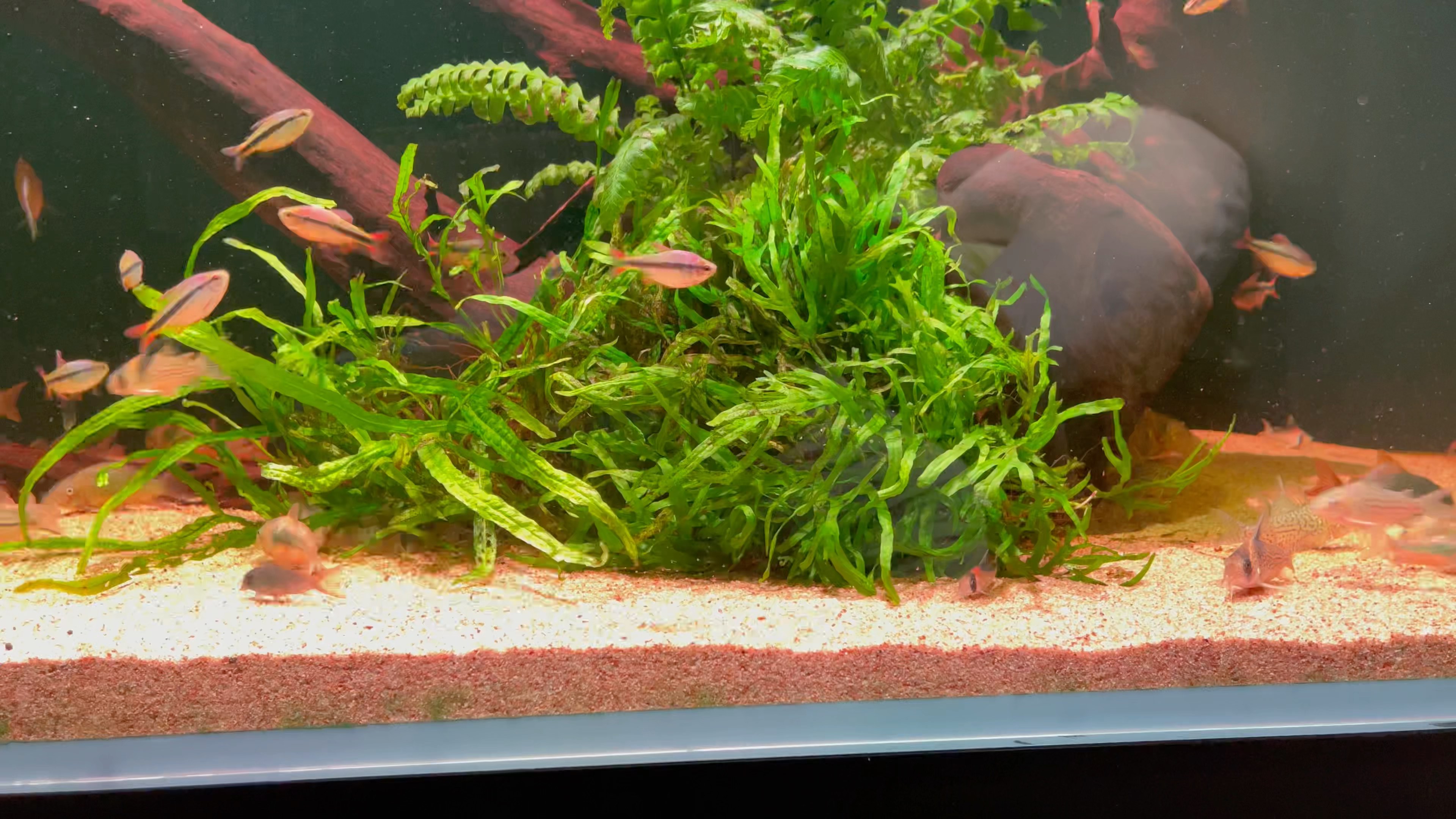 南美缸里4块钱一条的皇室青魔鬼,夸示一天都不停一会的