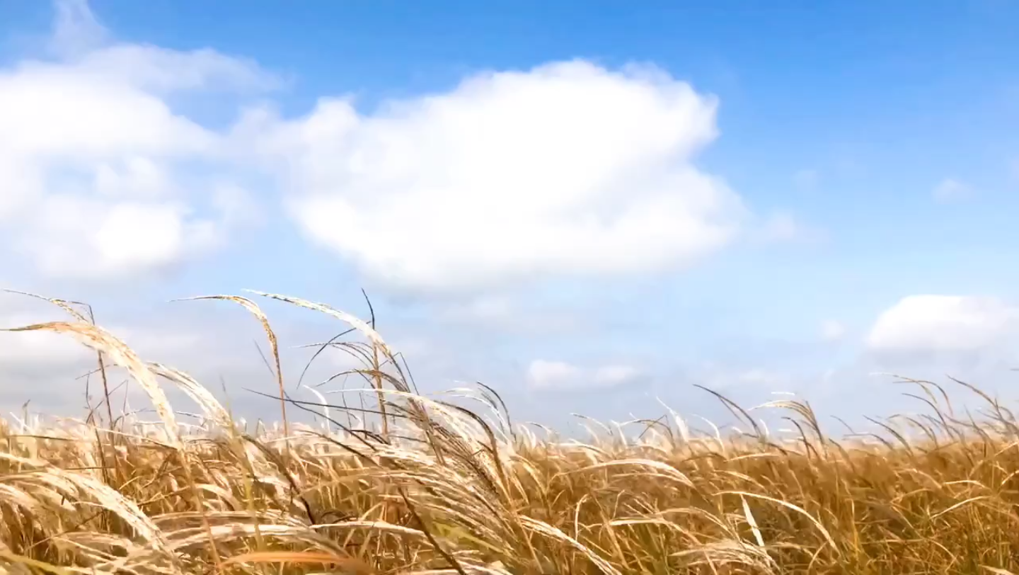 [图]蓝天白云，我多想躺在草地上，吹吹田野的风